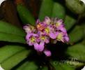 Schoenorchis fragrans